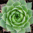 Sempervivum 'Oracle' (Young)