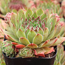 Sempervivum 'Oracle' - June