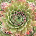 Sempervivum 'Oracle' - June