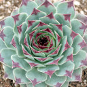 Sempervivum calcareum