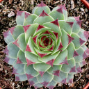 Sempervivum calcareum - February