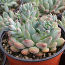 Sedeveria 'Blue Elf'