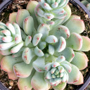 Sedeveria 'Blue Elf'