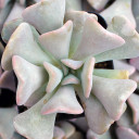 Echeveria 'Cubic Frost'