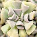 Echeveria 'Cubic Frost' - September