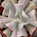 Echeveria 'Cubic Frost'