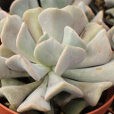 Echeveria 'Cubic Frost'