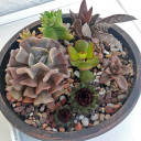 Echeveria 'Cubic Frost' (Customer Photo)