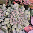 Echeveria 'Cubic Frost' (Mature)