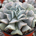 Echeveria 'Cubic Frost' - January