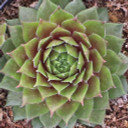 Sempervivum 'Tordeur's Memory' - March