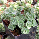 Sedum Sunsparkler® 'Lime Zinger'
