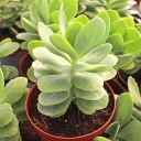 Sedum telephium 'Autumn Joy'