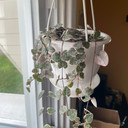 Ceropegia woodii f. variegata - Variegated String of Hearts (Photo by Reddit user Aliyah422)
