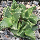 Faucaria candida