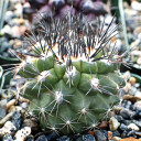 Copiapoa humilis - Color Will Vary