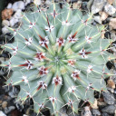 Parodia buiningii