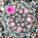 Mammillaria longiflora ssp. stampferi