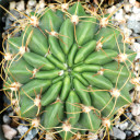 Echinopsis pentlandii var. aculeata