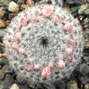 Mammillaria chionocephala
