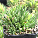 Haworthia chloracantha var. chloracantha