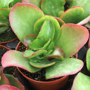 Kalanchoe 'Vivien'