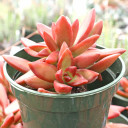 Sedum x adolphi - May