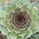 Sempervivum 'Gizmo' - February