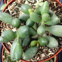 Adromischus filicaulis ssp. marlothii