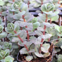 Sedum 'Bertram Anderson'
