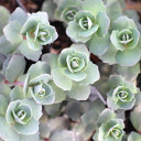 Sedum 'Bertram Anderson'