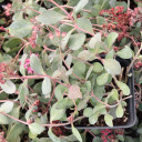 Sedum 'Bertram Anderson'
