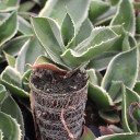 Agave gypsophila 'Ivory Curls' [plug]