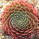 Chick Charms® Berry Bomb™ (Outdoors) - August