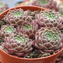 Chick Charms® Berry Bomb™