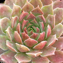 Sempervivum 'Nico'  - March