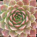 Sempervivum 'Nico'  - March