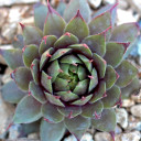 Sempervivum 'Zircon' (Outdoors) - May