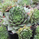 Sempervivum 'Zircon'