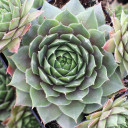 Sempervivum 'Zircon'