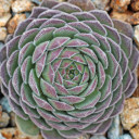 Chick Charms® Sugar Shimmer™ (Outdoors) - Winter