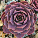 Chick Charms® Plum Parfait™ (Outdoors) - January