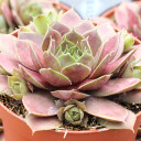 Chick Charms® Plum Parfait™ [large]