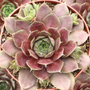 Chick Charms® Plum Parfait™ [large]