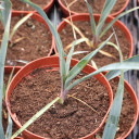 Yucca pallida - Pale-leaf Yucca