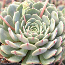 Echeveria chihuahuaensis