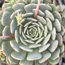 Echeveria chihuahuaensis