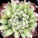 Haworthia herbacea