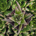 Haworthia herbacea