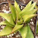 Haworthiopsis viscosa f. torquata